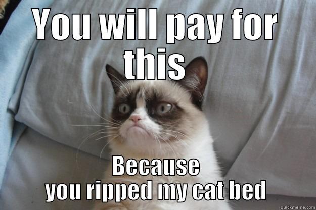 Cat Threat - YOU WILL PAY FOR THIS BECAUSE YOU RIPPED MY CAT BED Grumpy Cat