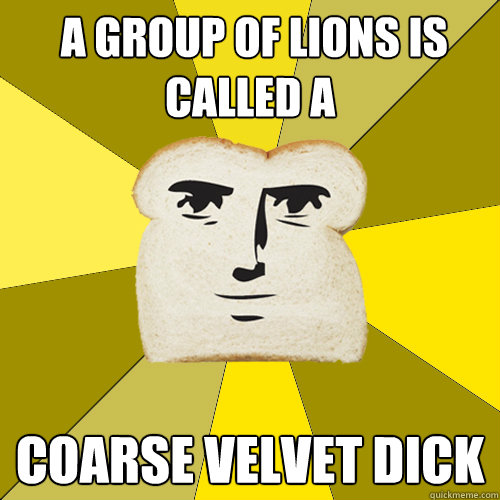  a group of lions is called a coarse velvet dick  Breadfriend