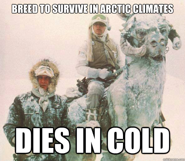 breed to survive in arctic climates dies in cold  