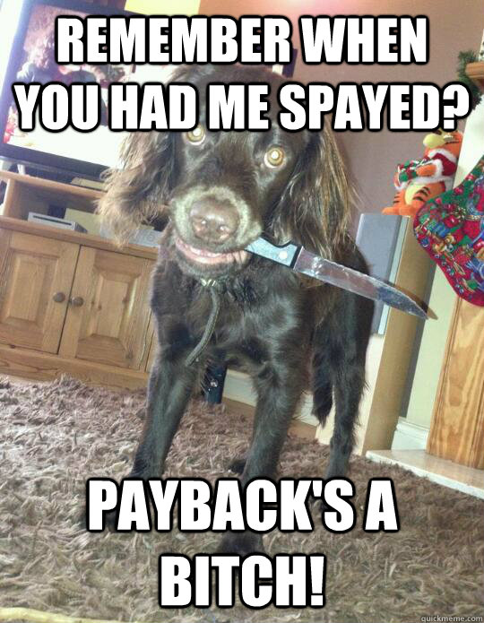 Remember when you had me spayed? Payback's a bitch! - Remember when you had me spayed? Payback's a bitch!  Paybacks a Bitch