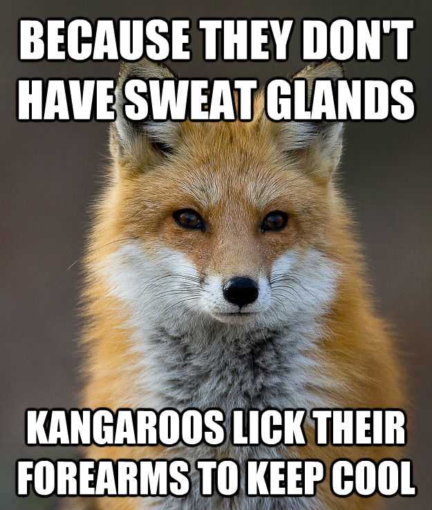 BECAUSE THEY DON'T HAVE SWEAT GLANDS KANGAROOS LICK THEIR FOREARMS TO KEEP COOL - BECAUSE THEY DON'T HAVE SWEAT GLANDS KANGAROOS LICK THEIR FOREARMS TO KEEP COOL  Fun Fact Fox