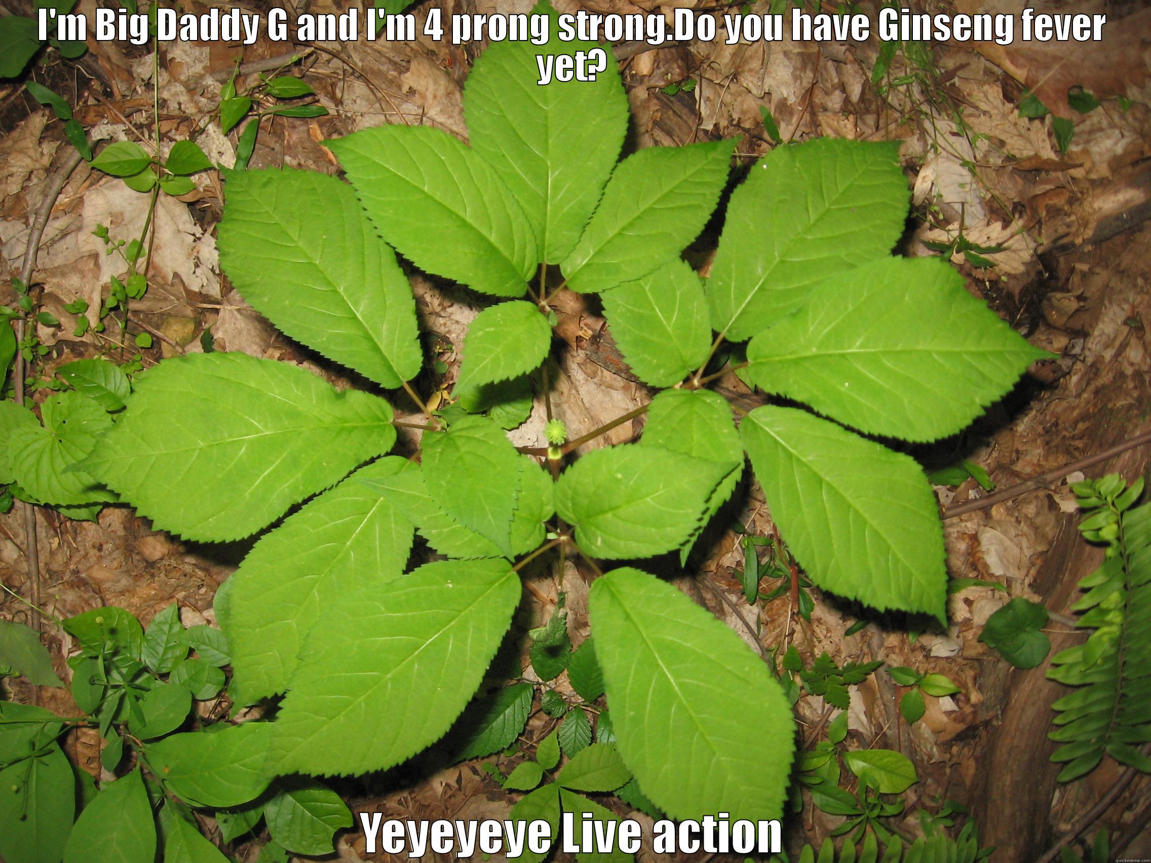 Ginseng fever - I'M BIG DADDY G AND I'M 4 PRONG STRONG.DO YOU HAVE GINSENG FEVER YET? YEYEYEYE LIVE ACTION Misc