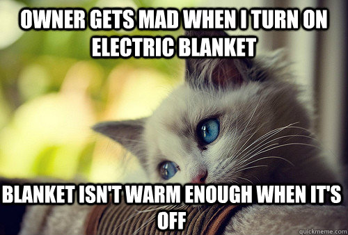 owner gets mad when I turn on electric blanket blanket isn't warm enough when it's off  First World Problems Cat