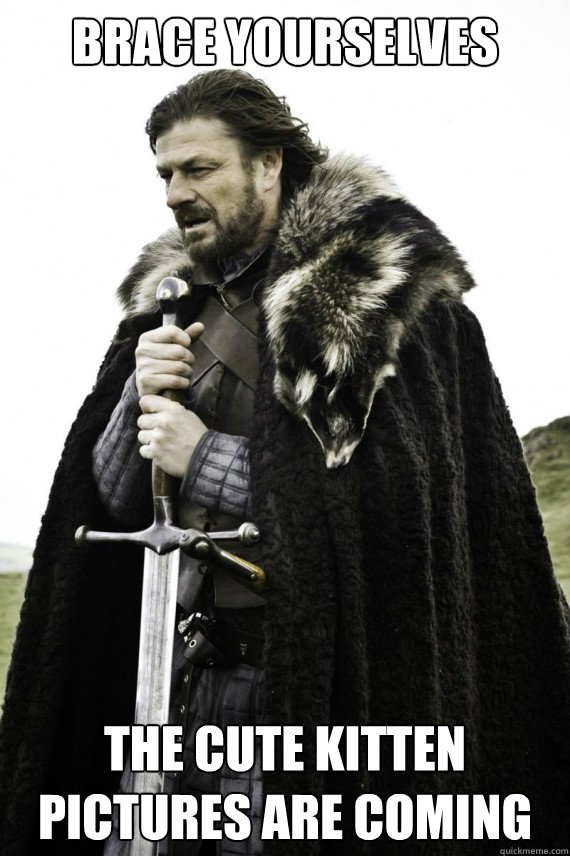 Brace yourselves the cute kitten pictures are coming  Brace yourself