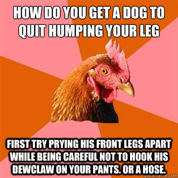 How do you get a dog to quit humping your leg First try prying his front legs apart while being careful not to hook his dewclaw on your pants. Or a hose.  Anti-Joke Chicken