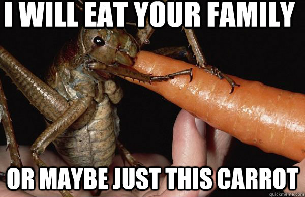 I will eat your family or maybe just this carrot  Giant Weta