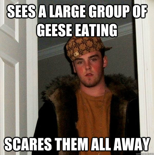 Sees a large group of geese eating Scares them all away  Scumbag Steve