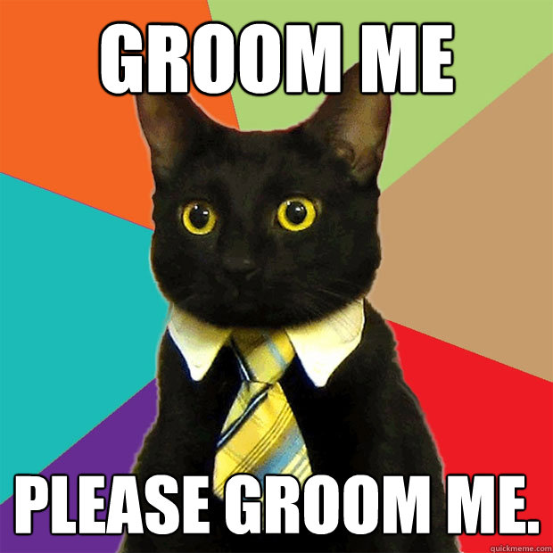 Groom me Please groom me.   Business Cat