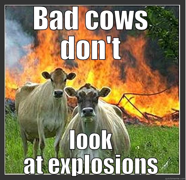 BAD COWS DON'T LOOK AT EXPLOSIONS Evil cows