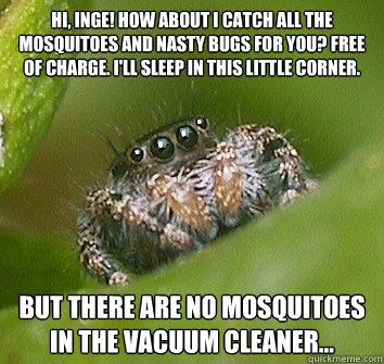 Hi, Inge! How about I catch all the mosquitoes and nasty bugs for you? Free of charge. I'll sleep in this little corner. But there are no mosquitoes in the vacuum cleaner...   Misunderstood Spider