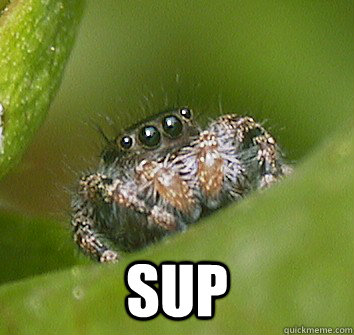  sup  Misunderstood Spider