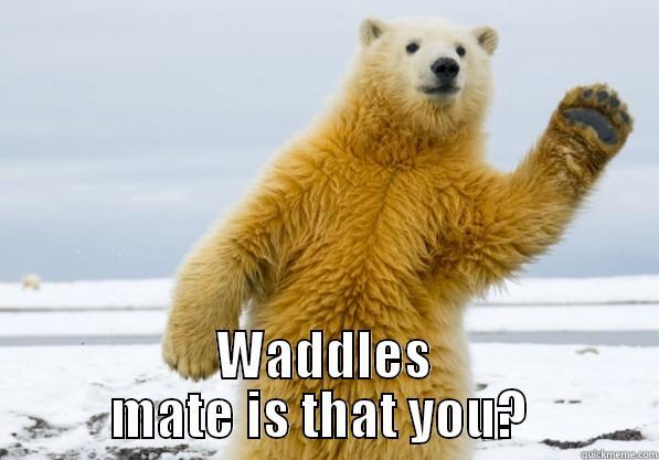Polar Waddles -  WADDLES MATE IS THAT YOU?  Misc