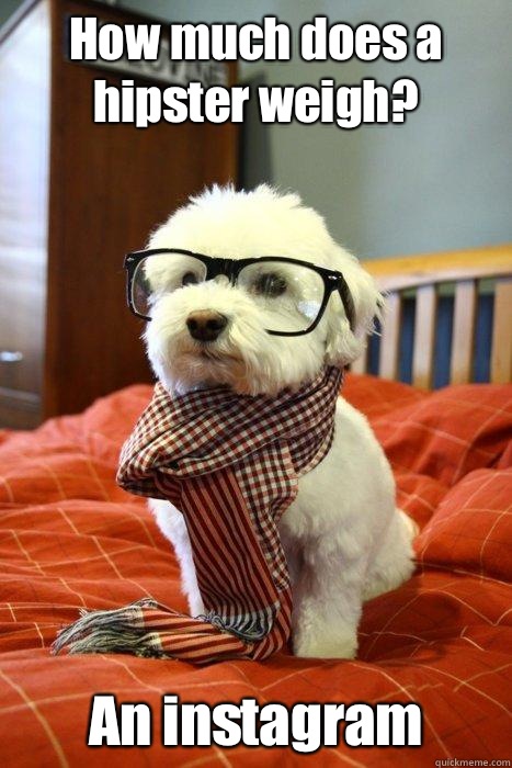 How much does a hipster weigh? An instagram  Hipster Dog