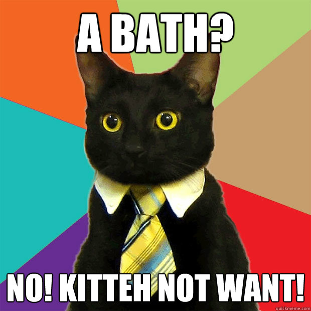 a bath? no! kitteh not want!  Business Cat