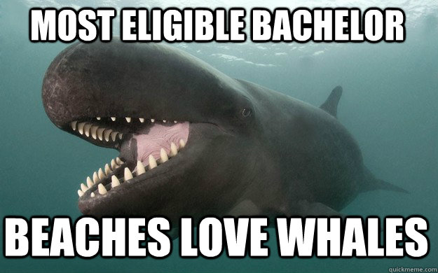 most eligible bachelor Beaches love whales - most eligible bachelor Beaches love whales  Photogenic whale