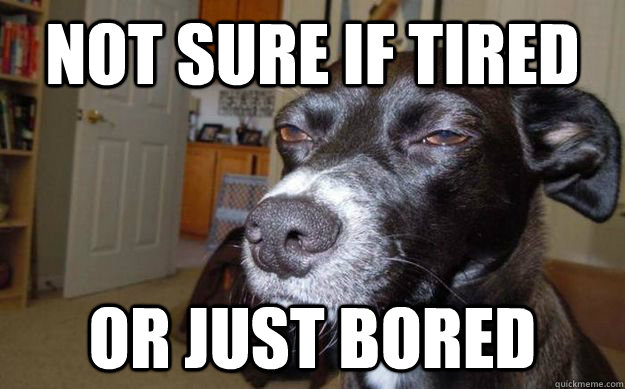 Not sure if tired or just bored  Skeptical Mutt