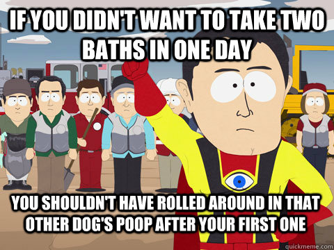 If you didn't want to take two baths in one day You shouldn't have rolled around in that other dog's poop after your first one - If you didn't want to take two baths in one day You shouldn't have rolled around in that other dog's poop after your first one  Captain Hindsight