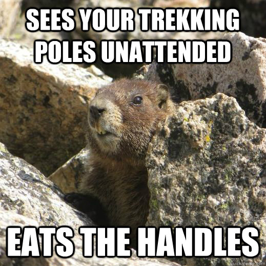 Sees your trekking poles unattended Eats the handles  Scumbag Marmot