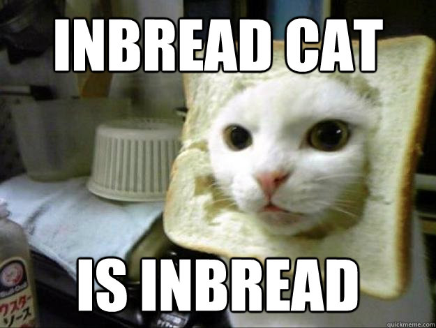 inbread cat is inbread  