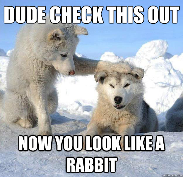 Dude check this out
 Now you look like a rabbit   Caring Husky