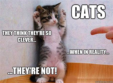 Hands Up Cat memes | quickmeme