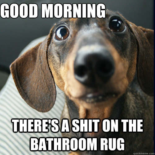 Good Morning There's a shit on the bathroom rug  