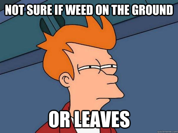 Not sure if weed on the ground Or leaves - Not sure if weed on the ground Or leaves  Futurama Fry