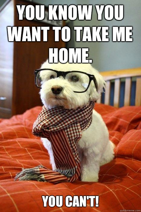 You know you want to take me home. You can't!  Hipster Dog