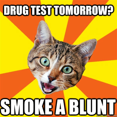 drug test tomorrow? smoke a blunt  Bad Advice Cat