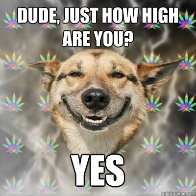 Dude, just how high are you? Yes  Stoner Dog