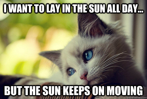 i want to lay in the sun all day... but the sun keeps on moving - i want to lay in the sun all day... but the sun keeps on moving  First World Problems Cat