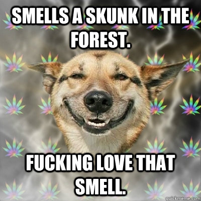 Smells a skunk in the forest.  FUCKING love that smell.   Stoner Dog