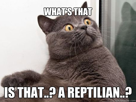 what's that is that..? a reptilian..?  conspiracy cat