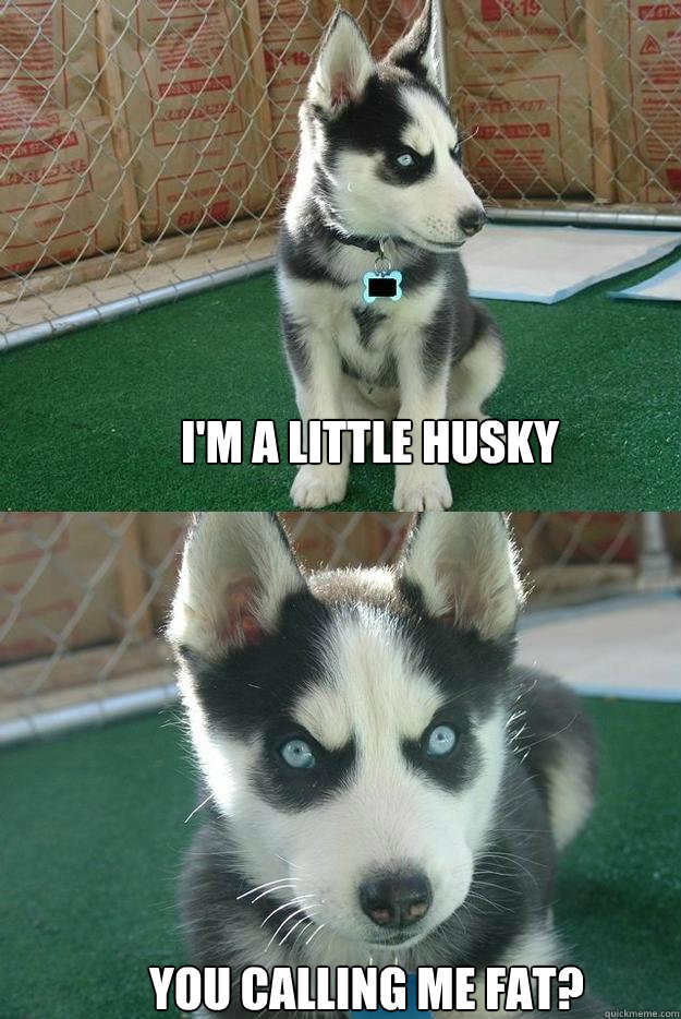 I'm a little husky You calling me fat?  Insanity puppy