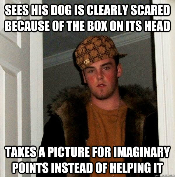 sees his dog is clearly scared because of the box on its head takes a picture for imaginary points instead of helping it  Scumbag Steve