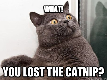 what! You lost the catnip?  conspiracy cat