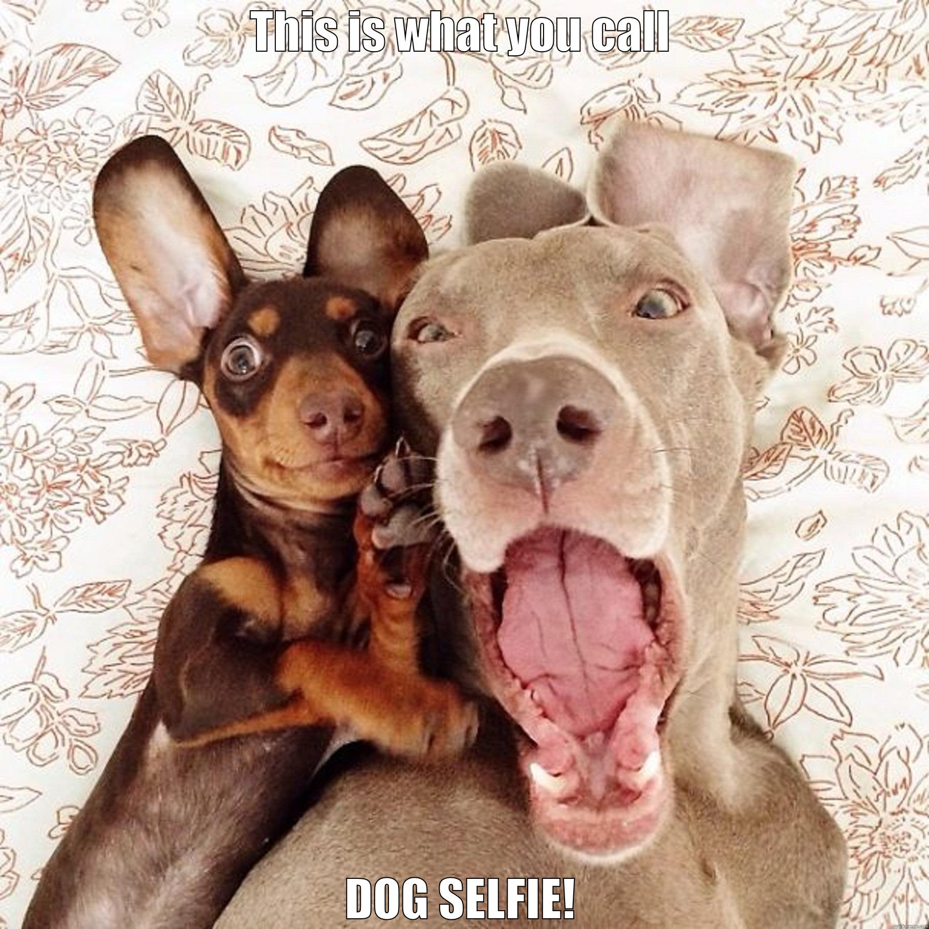 THIS IS WHAT YOU CALL DOG SELFIE! Misc