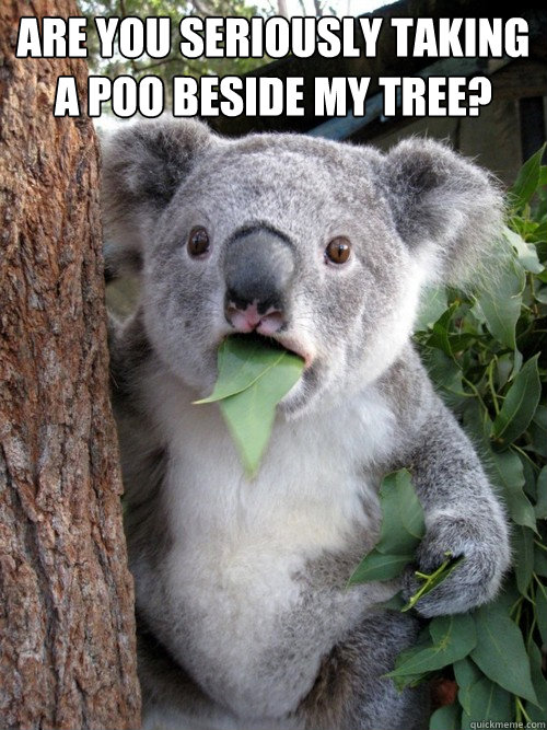 are you seriously taking a poo beside my tree?  - are you seriously taking a poo beside my tree?   koala bear