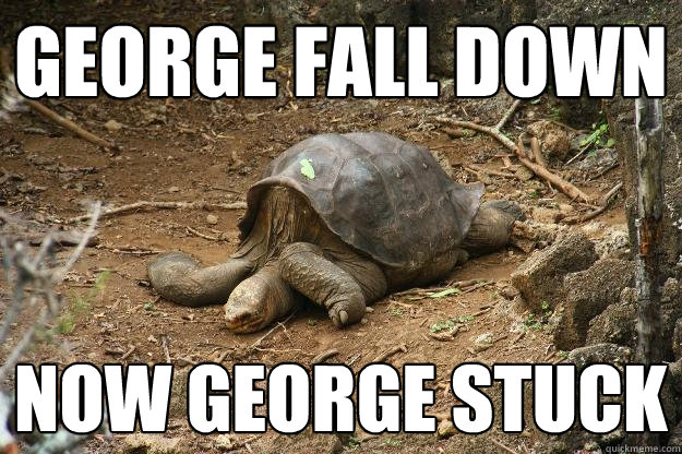 George fall down Now george stuck  Sad turtle