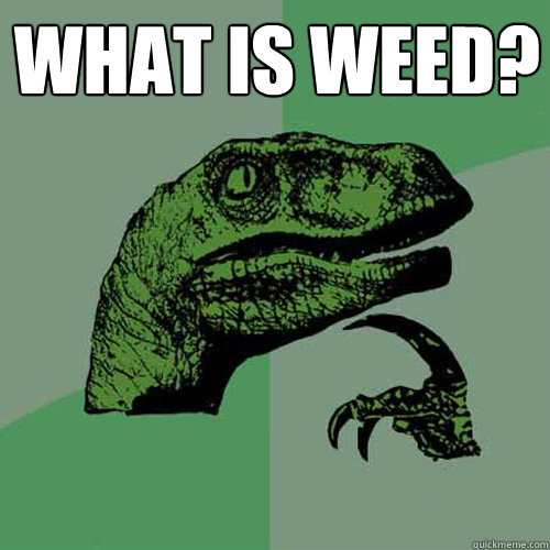 WHAT IS WEED?  - WHAT IS WEED?   Philosoraptor