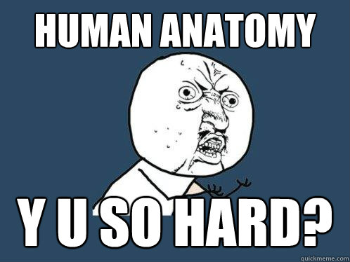 Human Anatomy Y U SO HARD?  Y U No