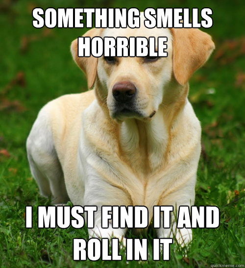 something smells horrible I must find it and roll in it  Dog Logic