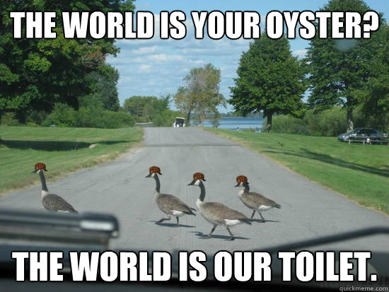 The world is your oyster? The world is our toilet.  Scumbag Geese