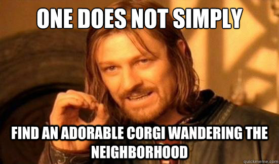 One Does Not Simply find an adorable corgi wandering the neighborhood  Boromir