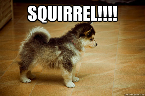 SQUIRREL!!!!   