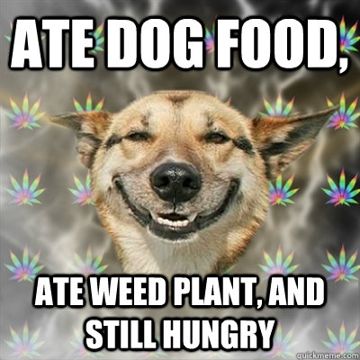 ate dog food, ate weed plant, and still hungry  Stoner Dog