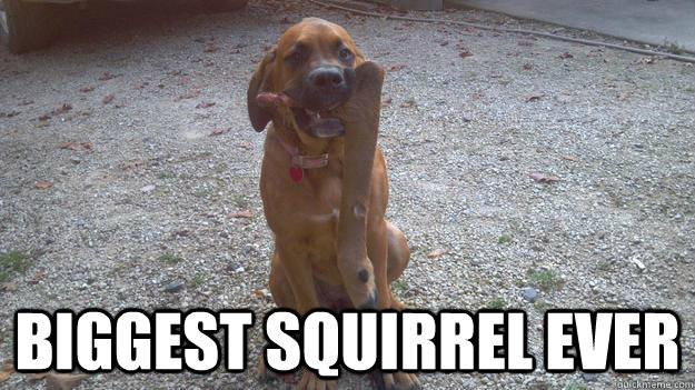  Biggest Squirrel Ever -  Biggest Squirrel Ever  Big Kill Puppy