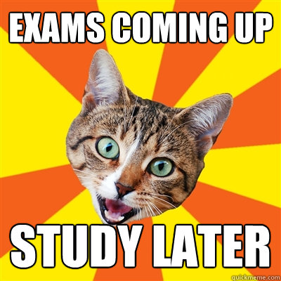 exams coming up study later  Bad Advice Cat