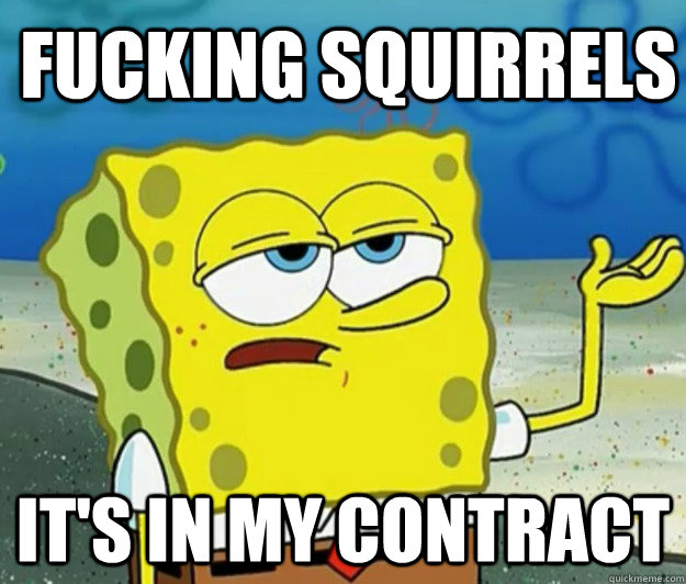 FUCKING SQUIRRELS IT'S IN MY CONTRACT - FUCKING SQUIRRELS IT'S IN MY CONTRACT  How tough am I