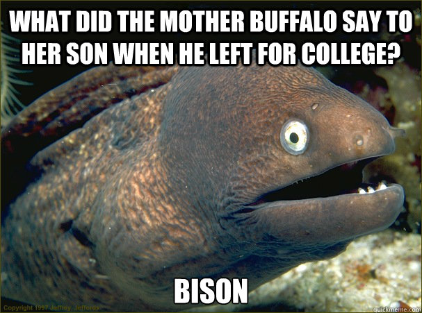 What did the mother buffalo say to her son when he left for college? Bison - What did the mother buffalo say to her son when he left for college? Bison  Bad Joke Eel